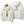 Windbreaker Motorsport Scuderia